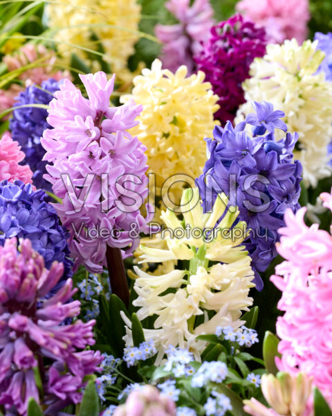 Hyacinthus gemengd Hyacinthus gemengd