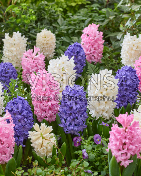 Hyacinthus mixed