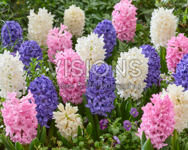 Hyacinthus mixed