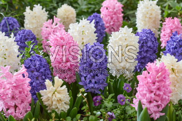Hyacinthus gemengd