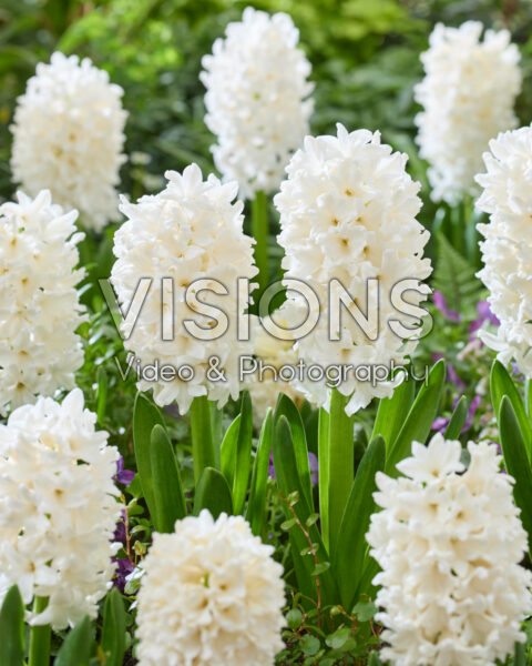 Hyacinthus Louvre