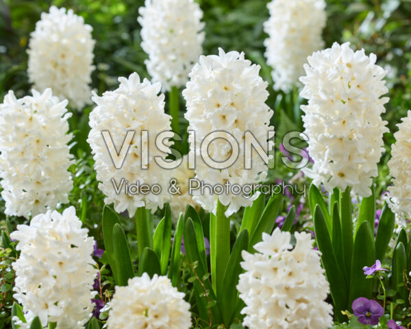 Hyacinthus Louvre Hyacinthus Louvre