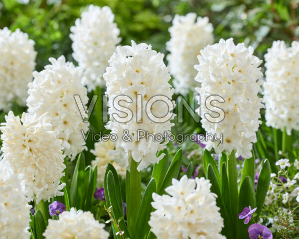 Hyacinthus Louvre
