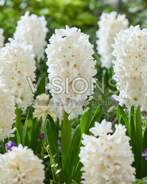 Hyacinthus Louvre Hyacinthus Louvre