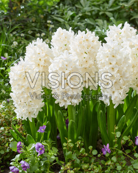 Hyacinthus Louvre