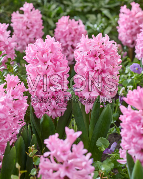Hyacinthus Anna Marie