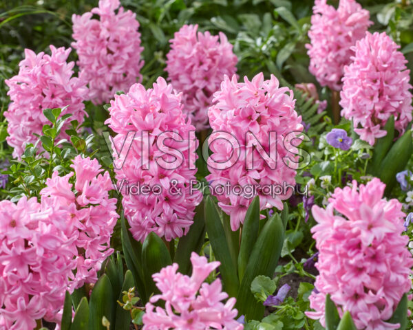 Hyacinthus Anna Marie Hyacinthus Anna Marie