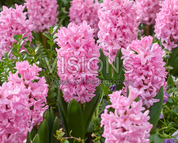 Hyacinthus Anna Marie