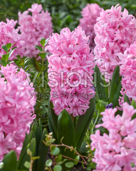 Hyacinthus Anna Marie