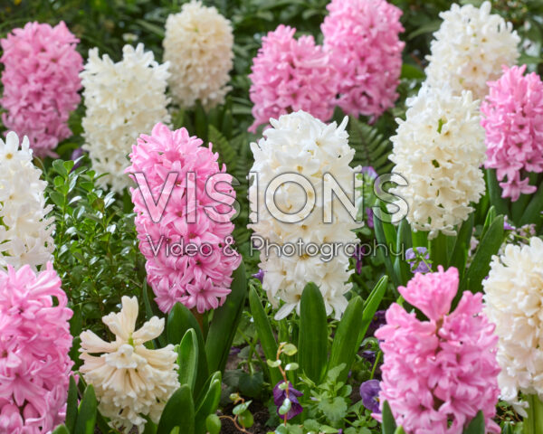 Hyacinthus Louvre, Anna Marie