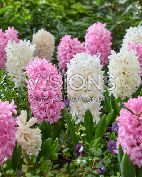 Hyacinthus Louvre, Anna Marie