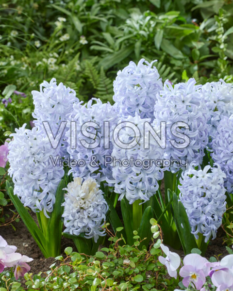 Hyacinthus Ice Blue Hyacinthus Ice Blue