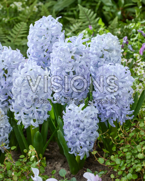 Hyacinthus Ice Blue
