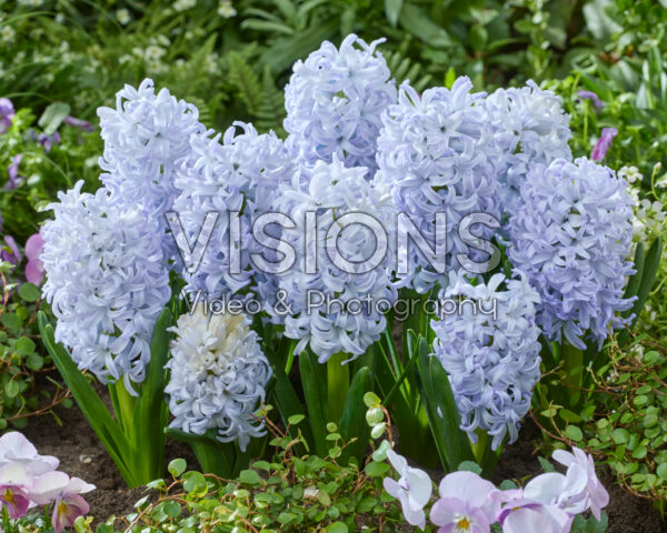 Hyacinthus Ice Blue