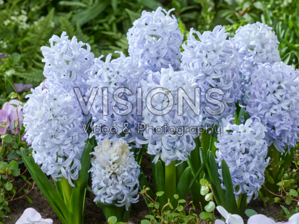 Hyacinthus Ice Blue