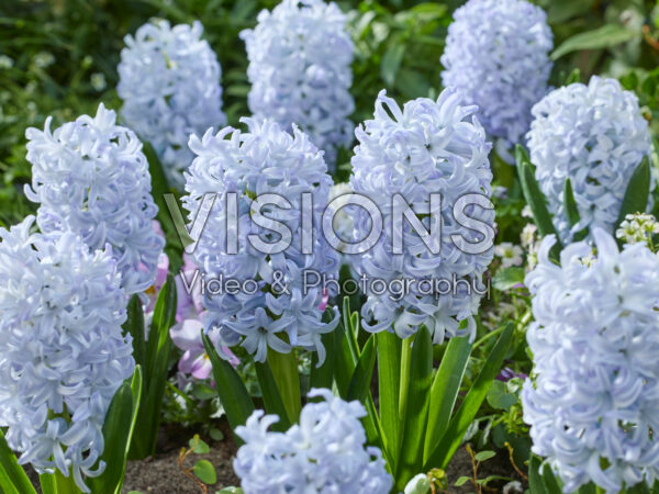 Hyacinthus Ice Blue