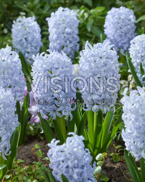 Hyacinthus Ice Blue Hyacinthus Ice Blue