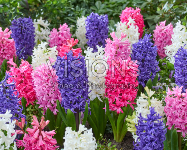 Hyacinthus Pearl mix