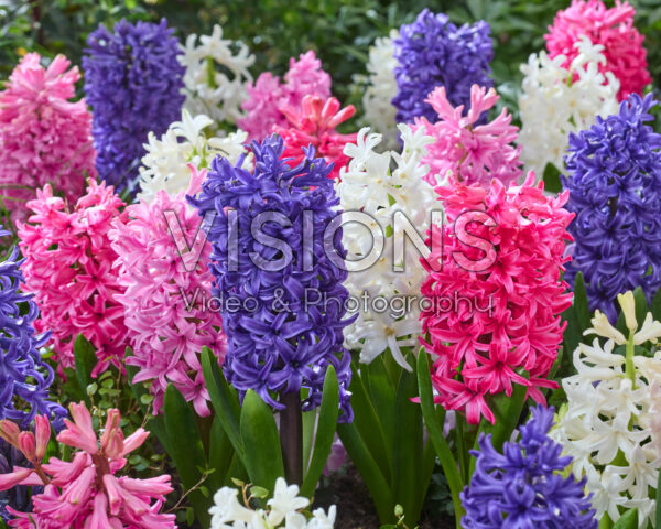 Hyacinthus Pearl mix