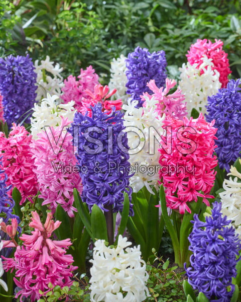 Hyacinthus Pearl mix