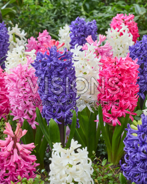 Hyacinthus Pearl mix
