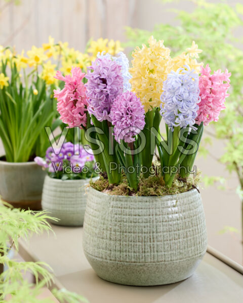 Pastel hyacinth mix