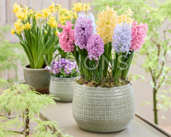 Pastel hyacinth mix