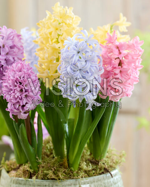 Pastel hyacinth mix