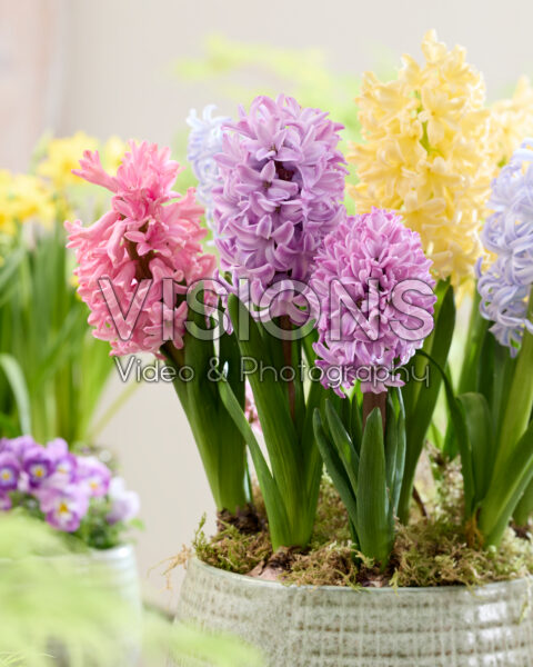 Pastel hyacinth mix