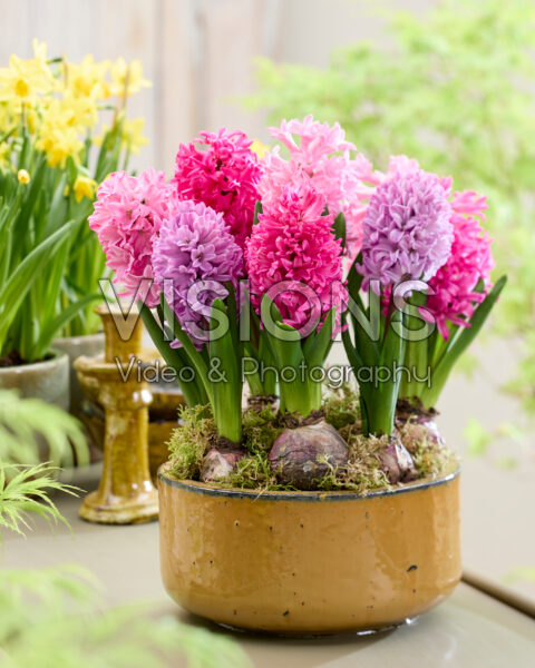 Pink hyacinth mix