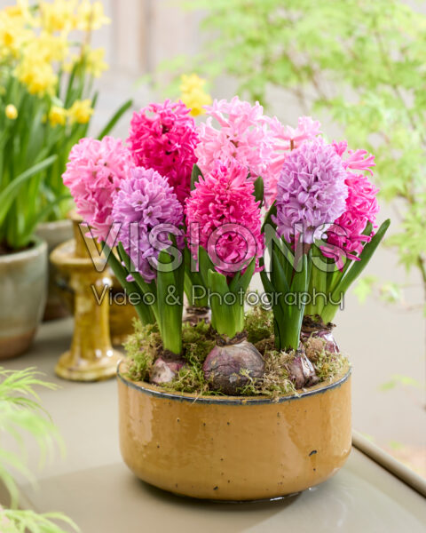 Roze hyacinten mix