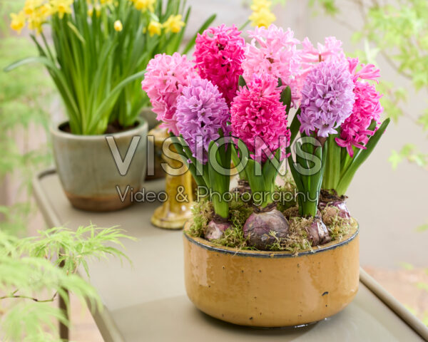 Pink hyacinth mix