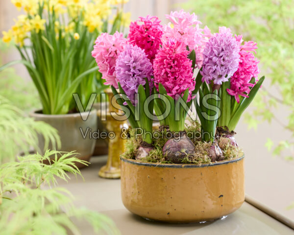Roze hyacinten mix