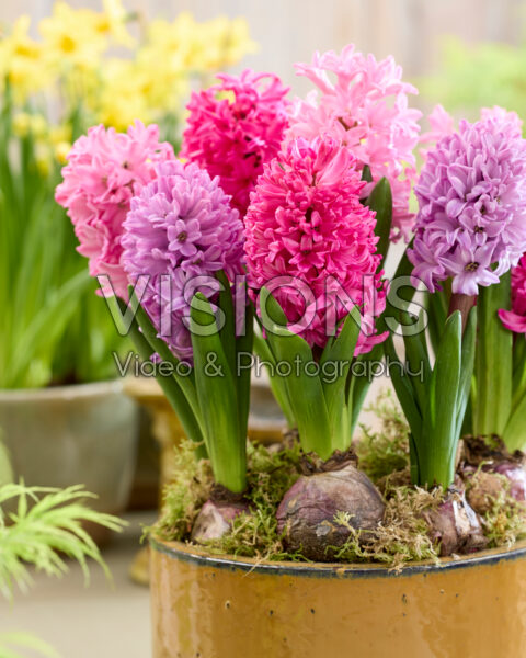 Pink hyacinth mix Pink hyacinth mix