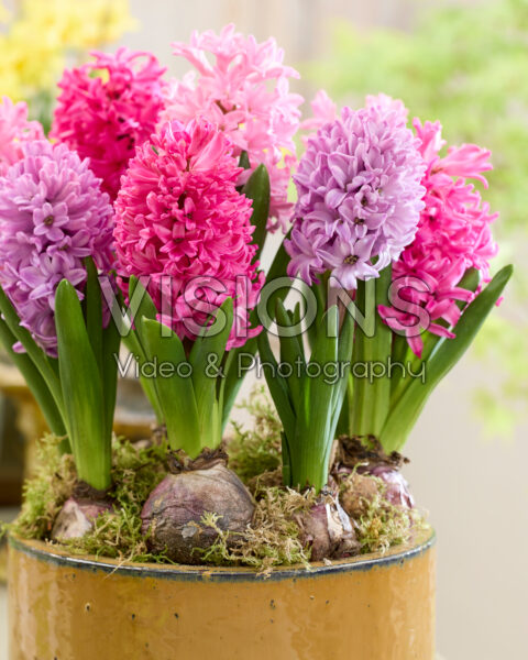 Pink hyacinth mix