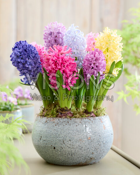 Hyacinthus mix