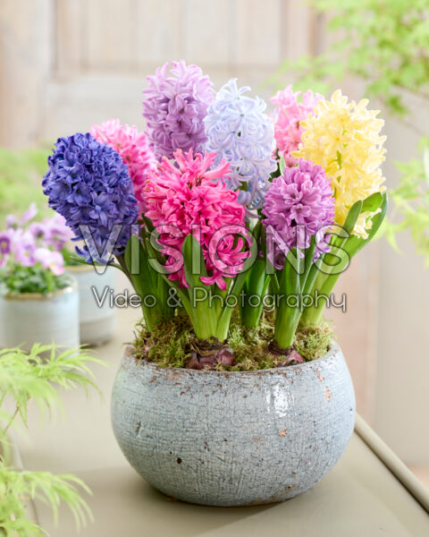Hyacinthus mix