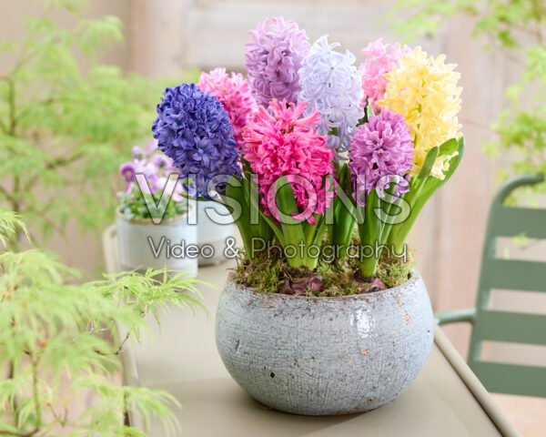 Hyacinthus mix