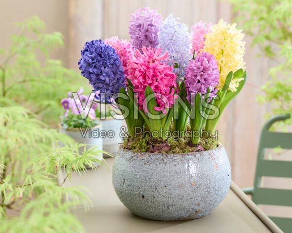 Hyacinthus mix