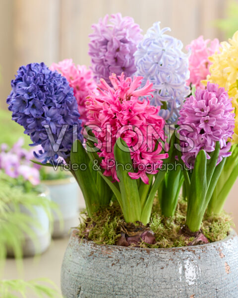 Hyacinthus mix Hyacinthus mix