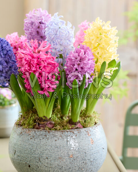 Hyacinthus mix