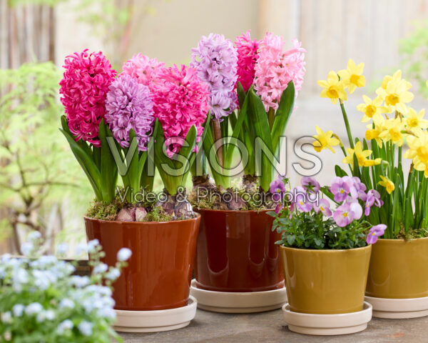 Roze hyacinten mix