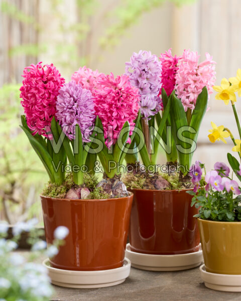 Roze hyacinten mix