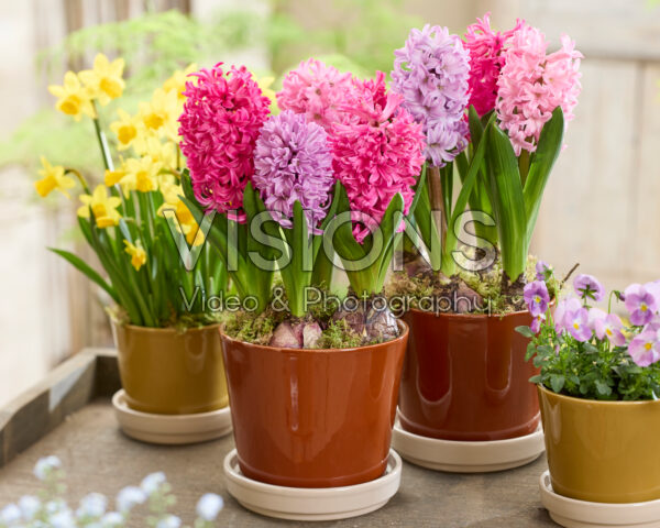 Pink hyacinth mix