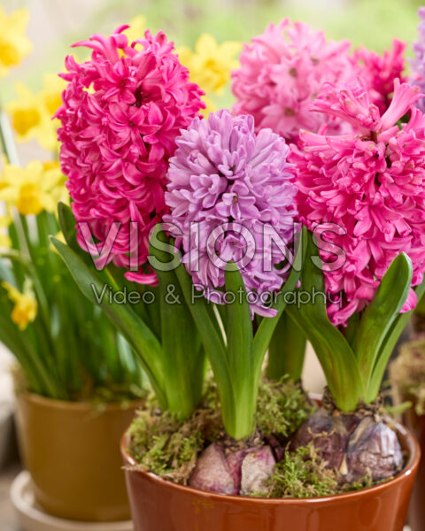 Pink hyacinth mix