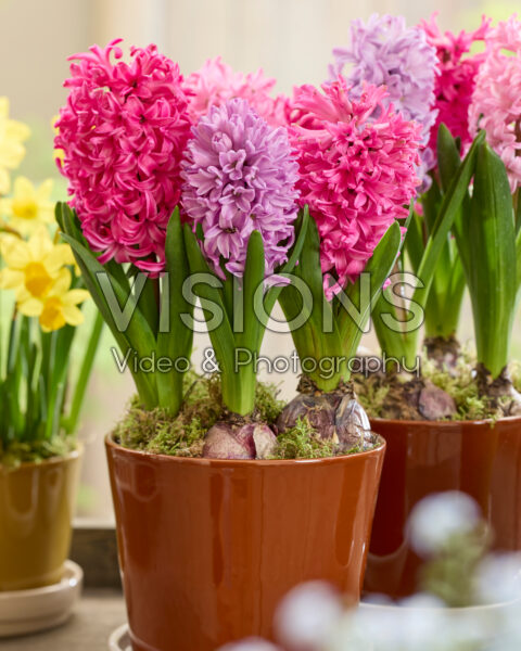 Pink hyacinth mix