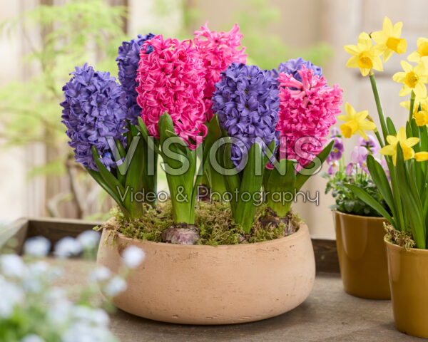 Hyacinthus Blue Star, Scarlet Pearl
