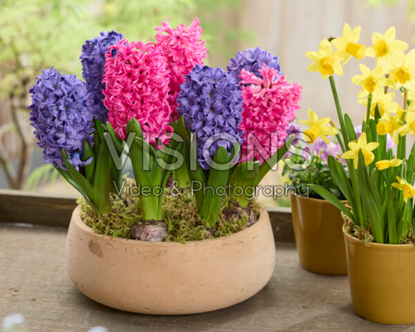 Hyacinthus Blue Star, Scarlet Pearl