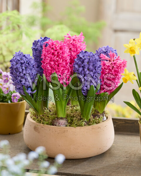 Hyacinthus Blue Star, Scarlet Pearl Hyacinthus Blue Star, Scarlet Pearl