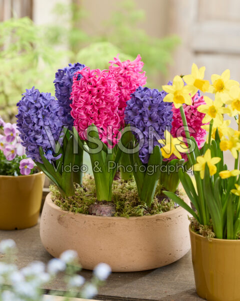 Hyacinthus Blue Star, Scarlet Pearl
